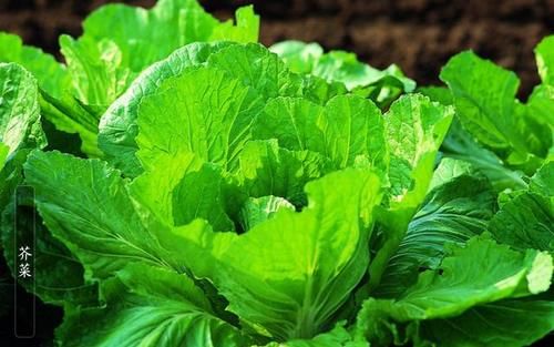 牛奶|补钙只能喝牛奶？4种蔬菜的钙含量比牛奶高，还可以防止便秘