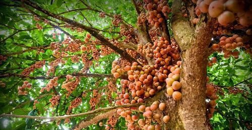 养胃|不想老太快,3种食物值得天天吃,健脾养胃,美容养颜、清新口气