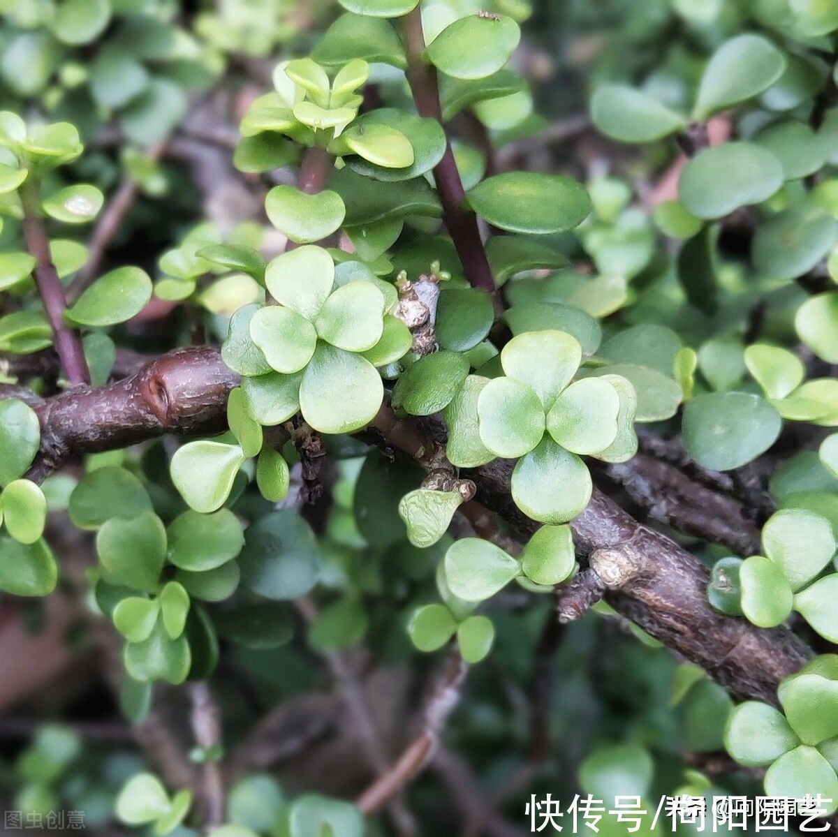 叶子|金枝玉叶买回家，叶子哗哗掉，问题出在环境，学会缓盆是关键