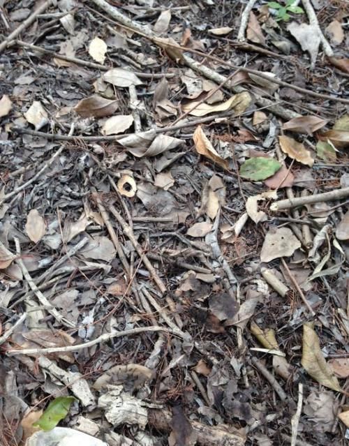 松针土|如果你有5个“坏习惯”,恭喜你,是养花高手!