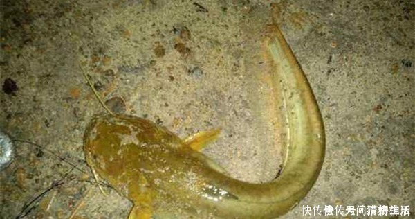 钓法|手竿钓鲶鱼,这种钓法才够狠,不愁不上鱼,渔获轻松翻几倍