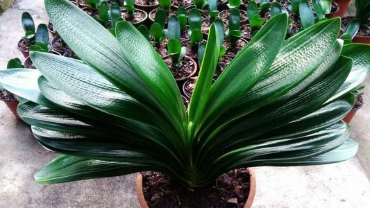 君子兰|君子兰开花少给它喝点神仙水,叶子坚挺肥绿,开花100朵!