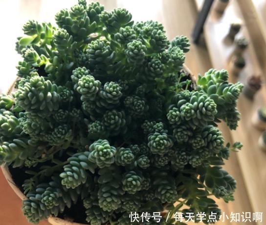 去年12月入手的姬星美人,养了2个月,就徒成这样,该怎么办!