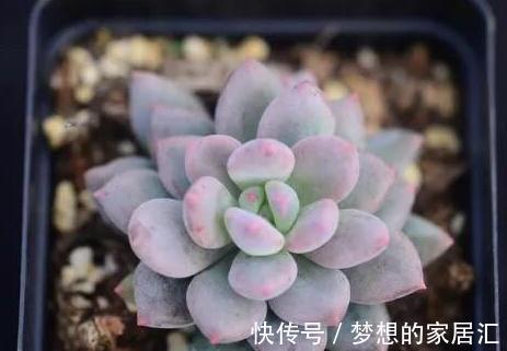 简单易明的4个方法,让新养多肉能够快速服盆