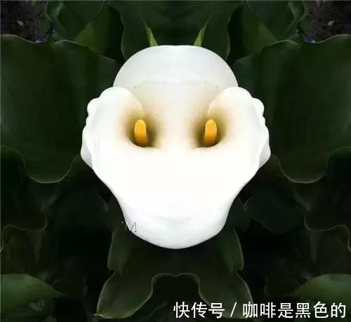 奇花|奇花、奇花、奇花、罕见奇花，赶快打开欣赏吧