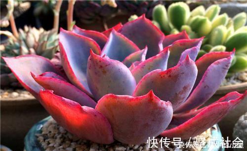 法师|5种大型多肉,小盆养长不好,大盆种长满盆,个头比脸大!