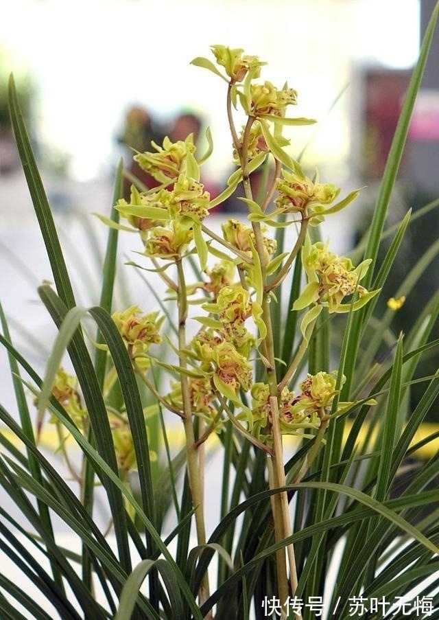 兰花想多冒芽?养护注意三动作,顺利春化,清香宜人小半年