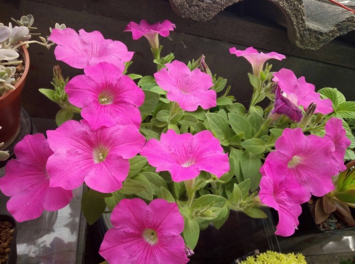 家里没有三种花很吃亏，花期非常长，养好了一年到头可以天天赏花