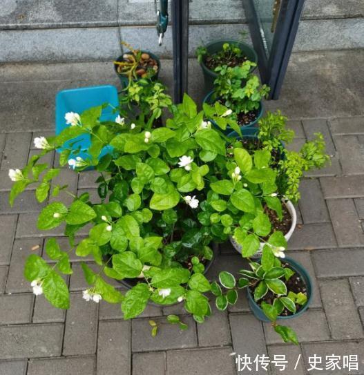 茉莉花浇水,牢记这8个字,春润,夏湿,秋干,冬少