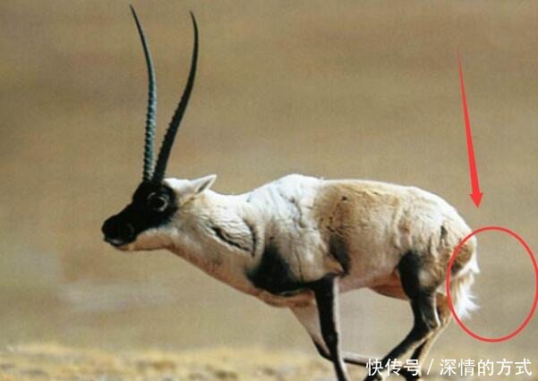 无人问津|乾隆墓里被盗墓者丢弃的宝贝,起初无人问津,如今价值上亿