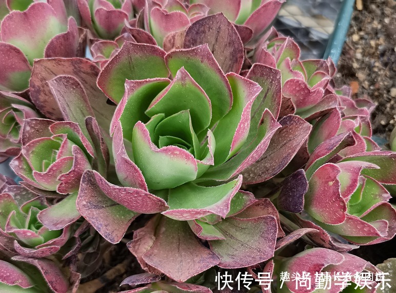 法师|多肉红富士法师,出状态时那一抹红色的娇艳是否会将你彻底迷倒