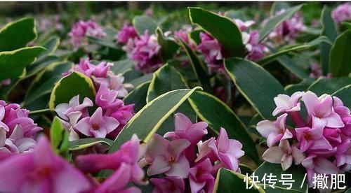 花卉|比牡丹还美的花卉,寓意好香味浓,观花赏叶两不误,新手也能养