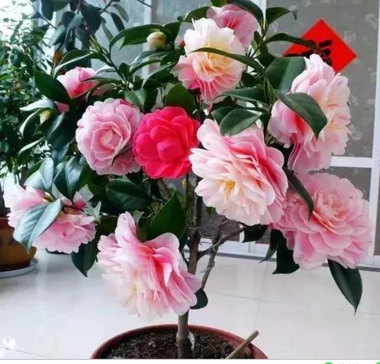 三角梅|聪明人都养4种花,沾土就活,开花又大又艳,比牡丹美,比绿萝好
