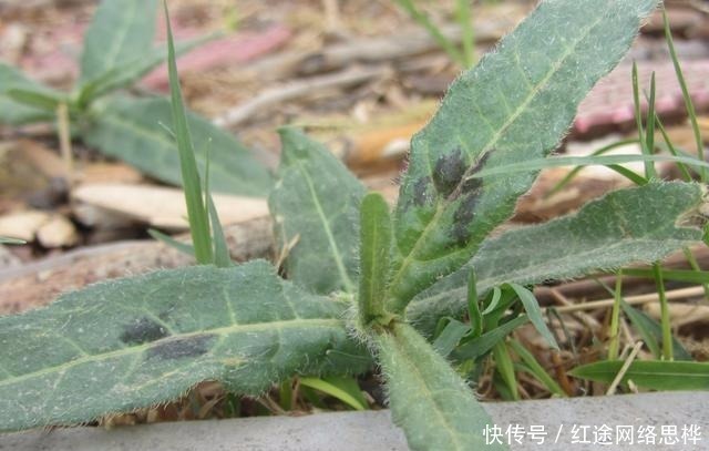 农村的这个“酸不溜”野菜，想想都要流酸水，再酸，春季也要吃