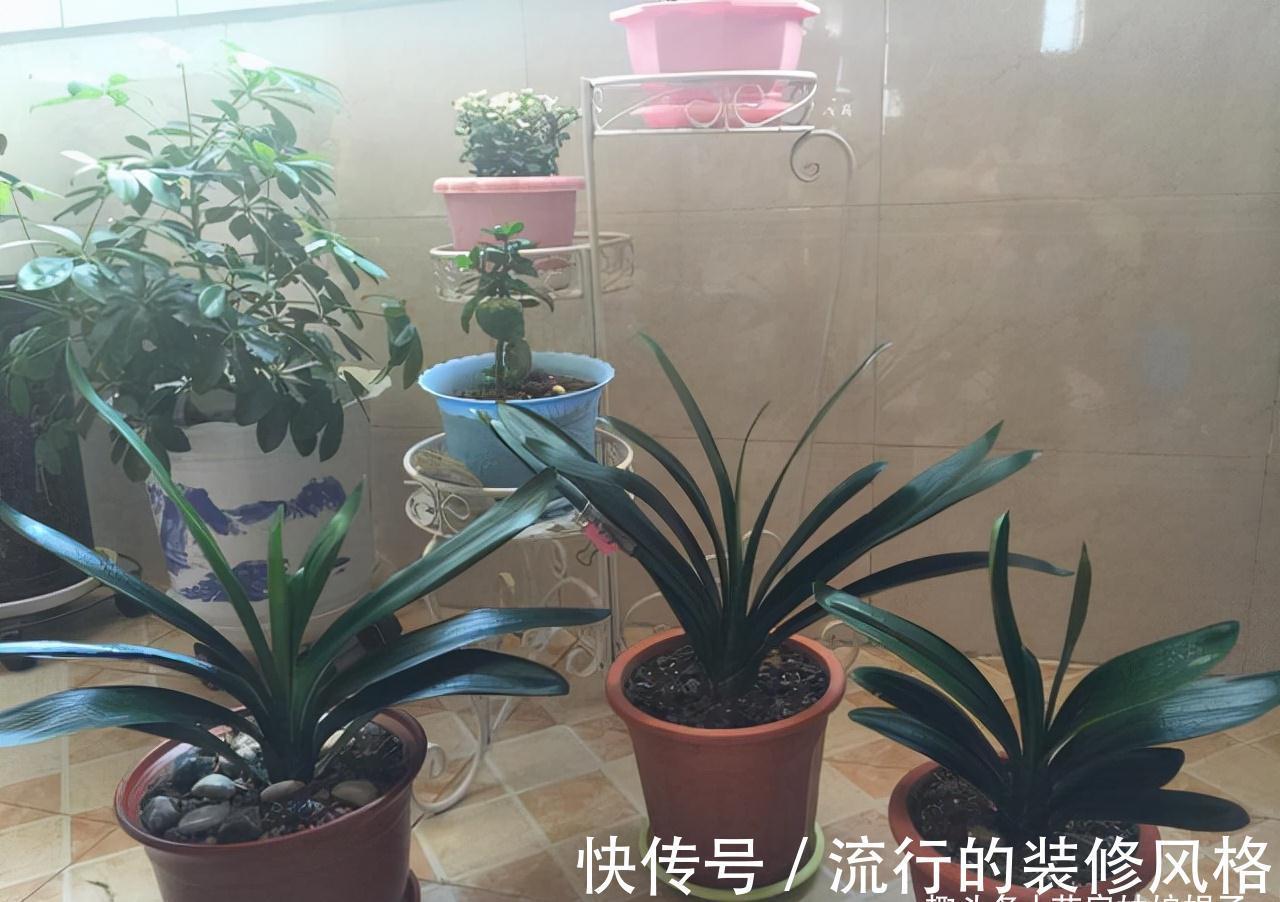 10月养君子兰,别忘记做“这些事”,要不今年“难”开花,莫忽视