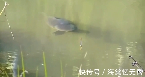黑影|正在钓鱼，鱼漂边上出现了一条大鱼，就是不咬钩，怎么办呢