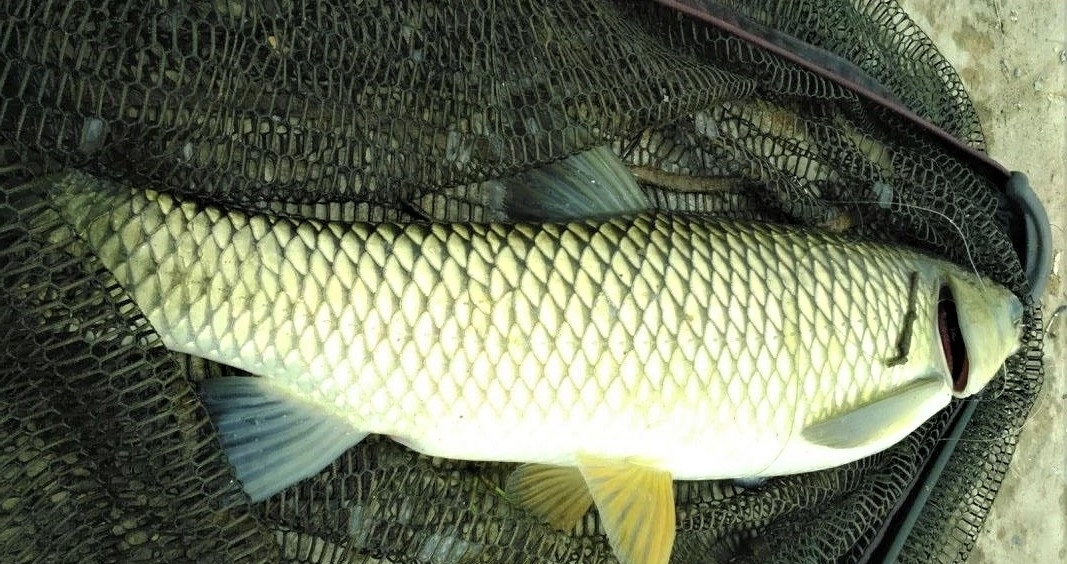 钓草鱼需要技巧吗？知道这些细节，扬竿上鱼到手软