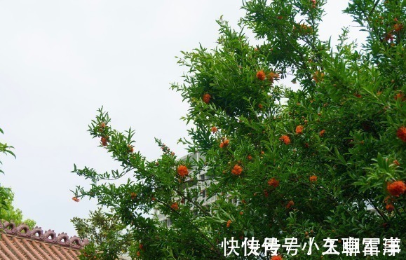 吉祥|庭院无树,无福无禄?有院子就种15种树,随便选一种,吉祥又好看