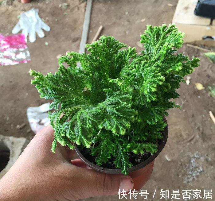 吊兰|让人省心的10大花卉,个个是“耐养型”,绿萝没上榜