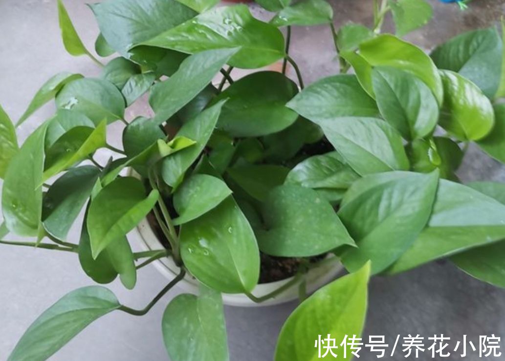 天冷了，给绿萝补点“营养”，整个冬天叶子绿油油