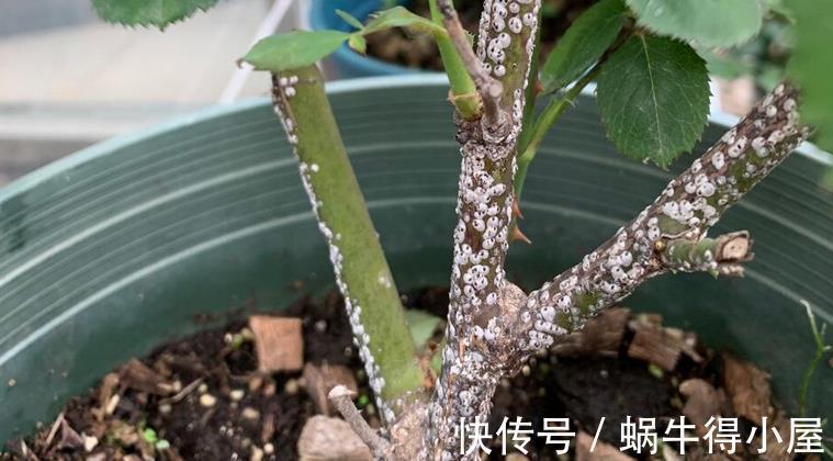 药剂|养月季，不用怕蚧壳虫、红蜘蛛、蚜虫，这么一处理问题全解决了