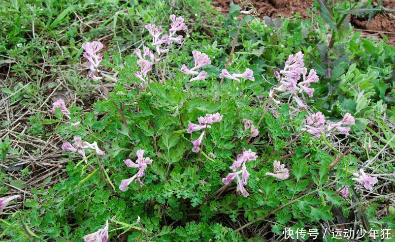 鸩鸟|古代最有名的四大毒物, 鹤顶红仅排第二, 第一让人又爱又恨