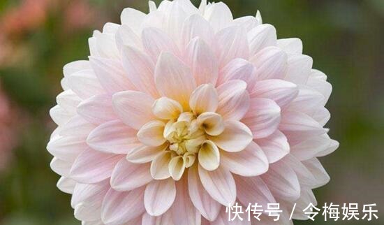 六种不怕冬季的花卉,越冷开花越多越漂亮,在冬天轻松开花爆盆!