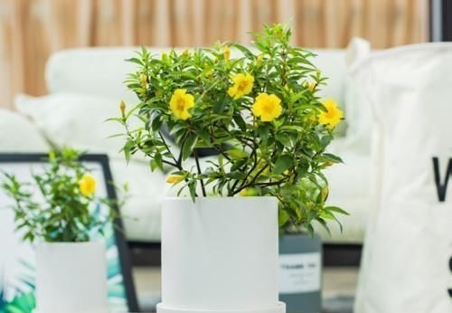 以前是公认的毒花,现在成了“网红花卉”,爱花人的阳台上常见到