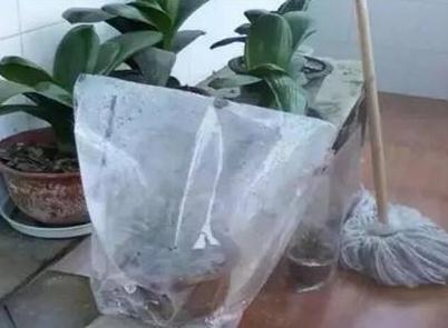 养君子兰不能“惯着来”,一个袋子套头上,花朵变成“大红球”