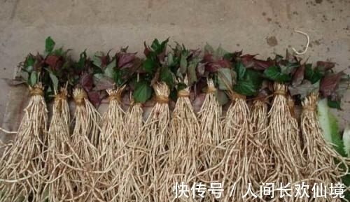 前列腺|餐桌上的前列腺炎“特效药”，男人不妨多吃些，炎症或会自动消失