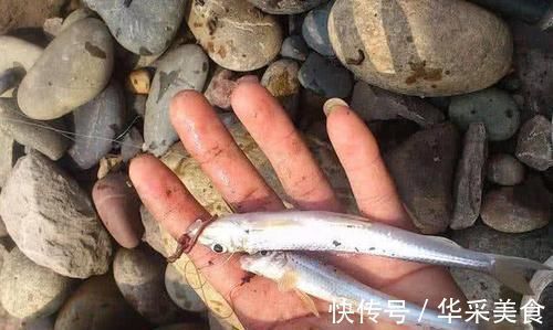 鱼种|长江中渐渐消失的鱼种,浑身棍子肉,俗称“船丁子”