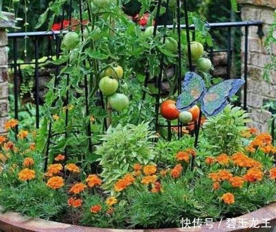 厉害!在家阳台也能种蔬菜盆栽,绿色环保,家里人都爱吃!