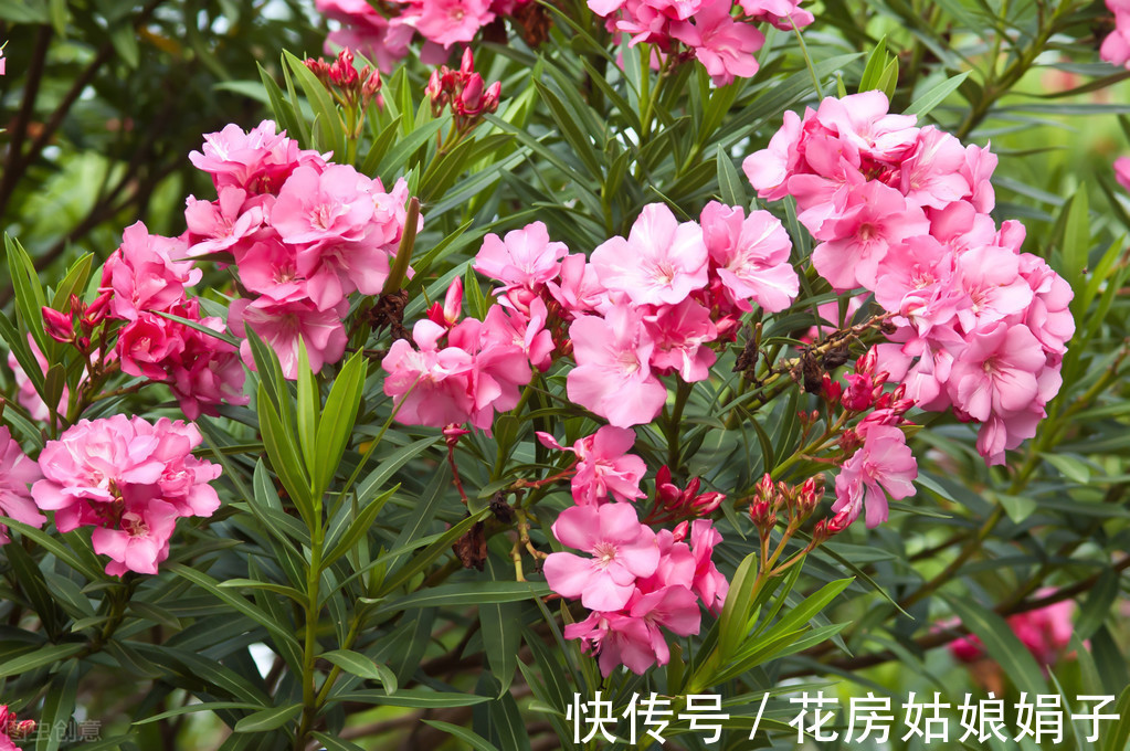 木犀草|在一起会“打架”的花，不是你死我活，就是两败俱伤，需要分开养