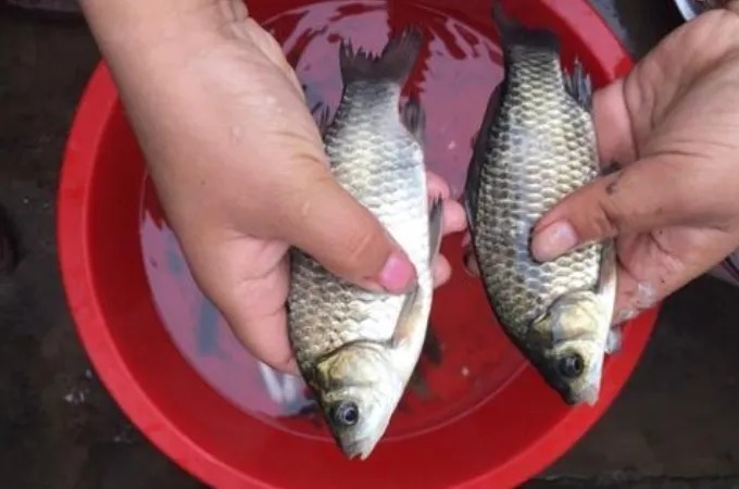 老钓手:拉饵我从不单用!只要学会这些搭配方式,大板鲫特好钓