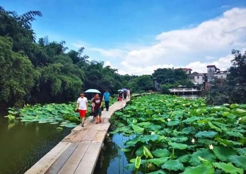 赞！南海又有两地上榜，梦里水乡花海锦簇，鹭鸟天堂惊艳