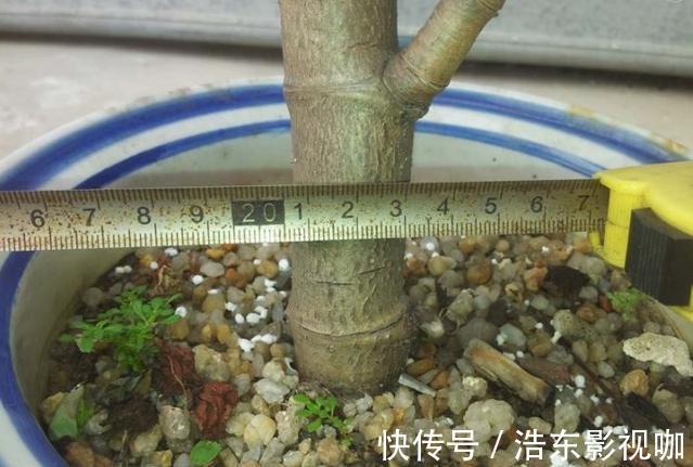 养花|养玉树“盆景”,记住“8字口诀”,2年变“老桩”,价格翻2倍