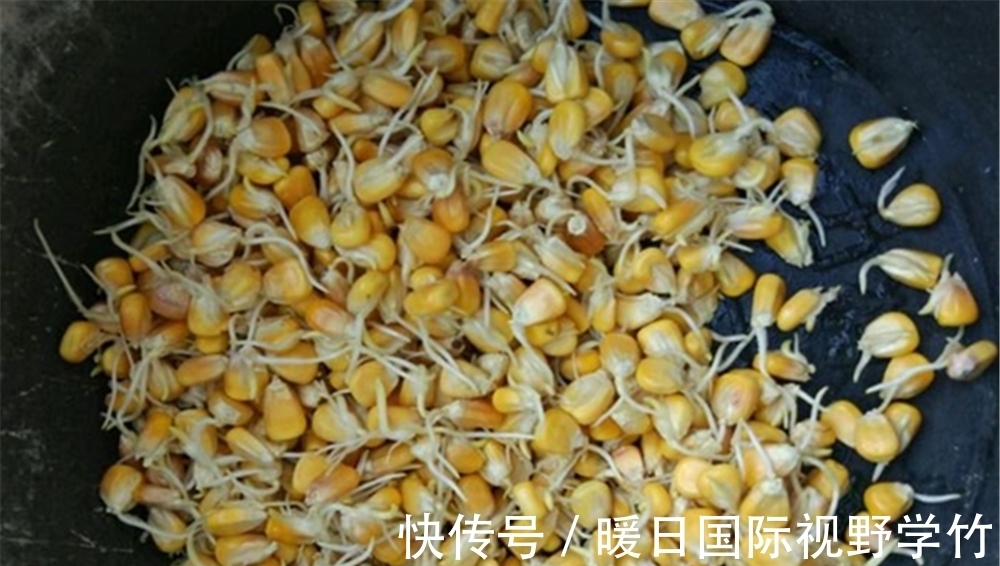 夏季|夏季钓草鱼，用这些“鲜嫩”饵料，只要饵料对了口，渔获能翻一番