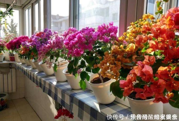 阳台上|4种花是开花机器,开起花来拦不住,全年都在开花美极了