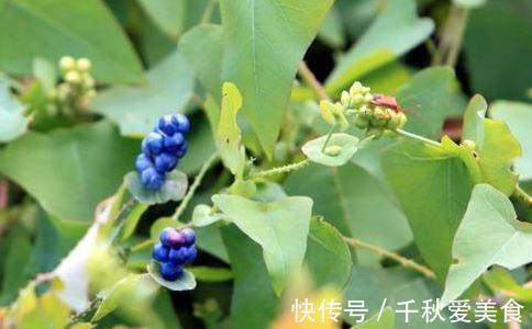 托叶|根治带状疱疹，只需一味草药，治标又治本！