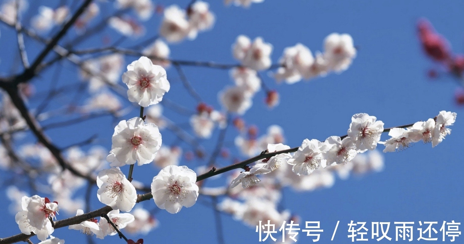 人际交往|8月,月老做媒,千里姻缘,3生肖眉语目笑,相知相恋,爱情不可挡