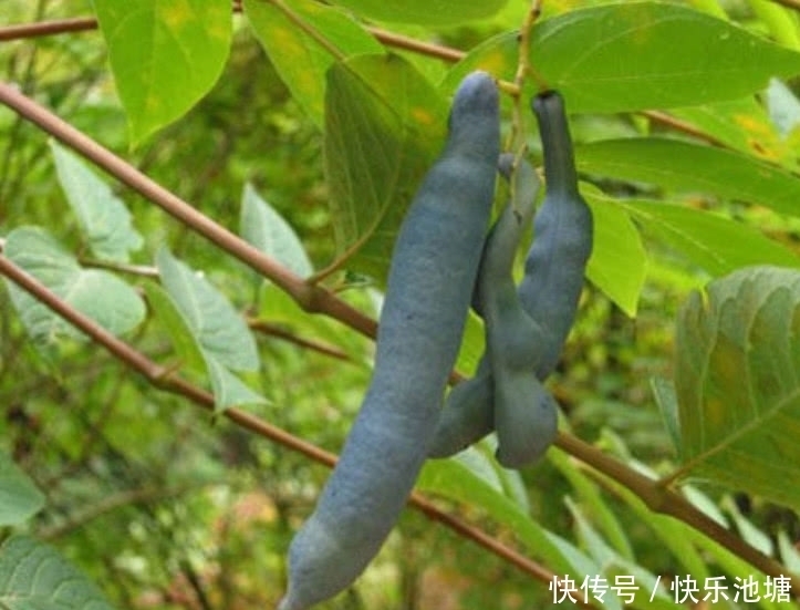 图片来源网络|这种野果在农村看到都没人摘,营养极高在城里一斤能卖30元