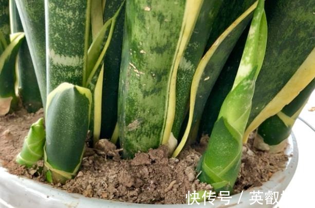 养花如何提升植物的抵抗力,减少病虫害用这2款调味品!