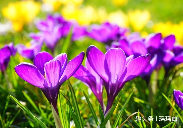 藏红花@此花精致而优雅,随风起舞让人回味无穷,是女人一生的好朋友