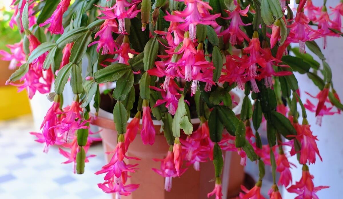 三四月份,建议少买5种花,不仅观花时间短,夏天还不好养