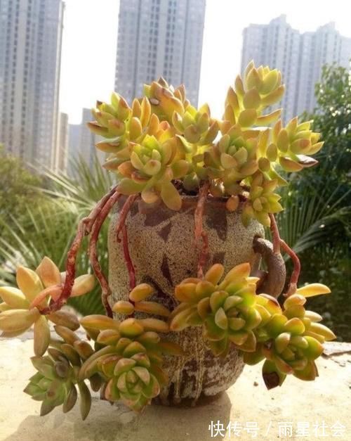 叶片|养多肉3年顺风顺水,多亏选了这6种大普货,现在全是大老桩