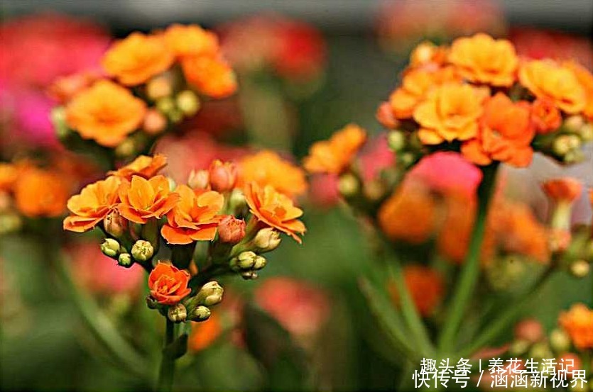 土壤|长寿花“浇水”方法,学会后根系不腐烂,生长状态好!