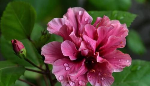  值得|开花很勤的4种花，一年多次开花，超级美丽，种植容易，值得拥有