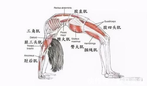 髋屈肌|初学者练瑜伽轮式,这些细节一定要掌握!