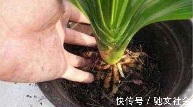 花卉|盆底垫上这一物,盆栽兰花、君子兰10年不烂根,还促生根多又壮