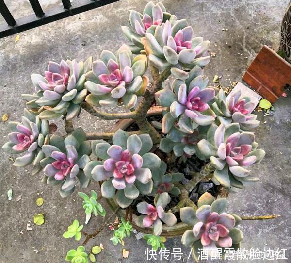 被人嫌弃的多肉“冬美人”，把它当宝一样养，长成了高攀不起的样